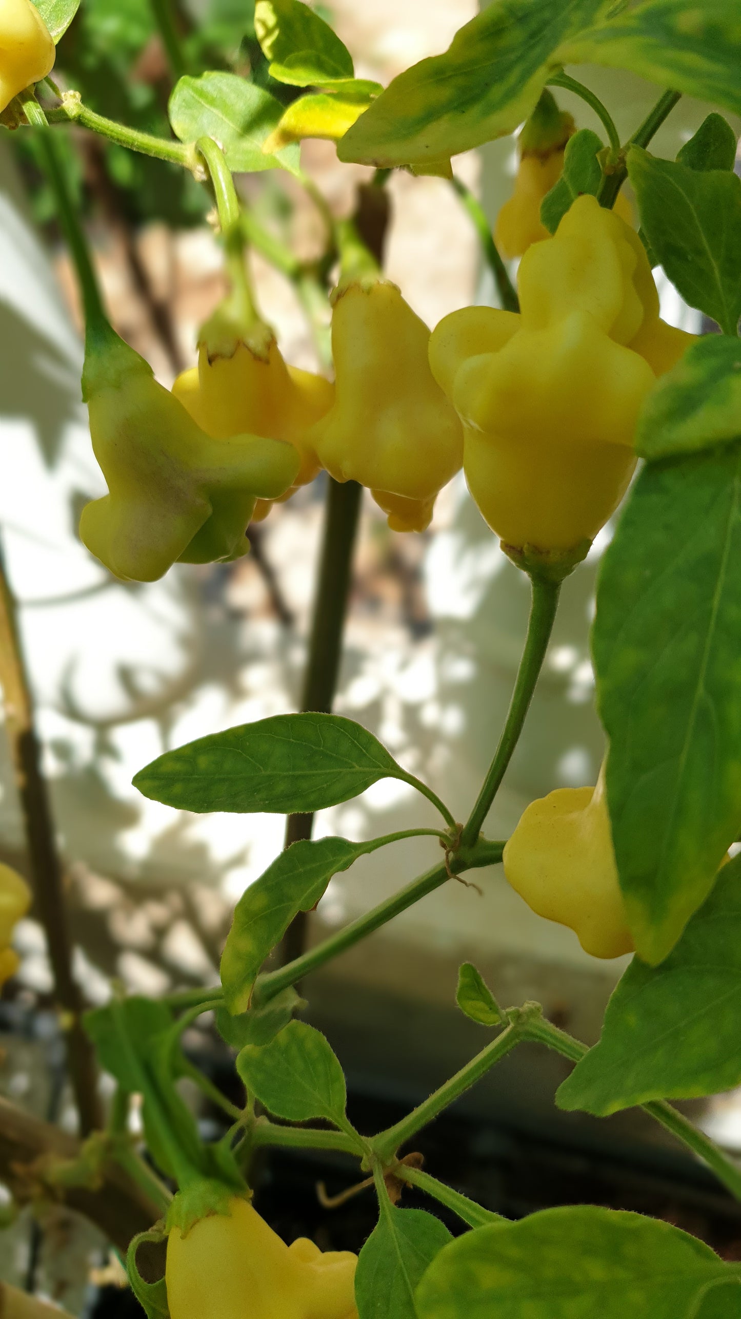 Dulce Luna - 10 chili seeds
