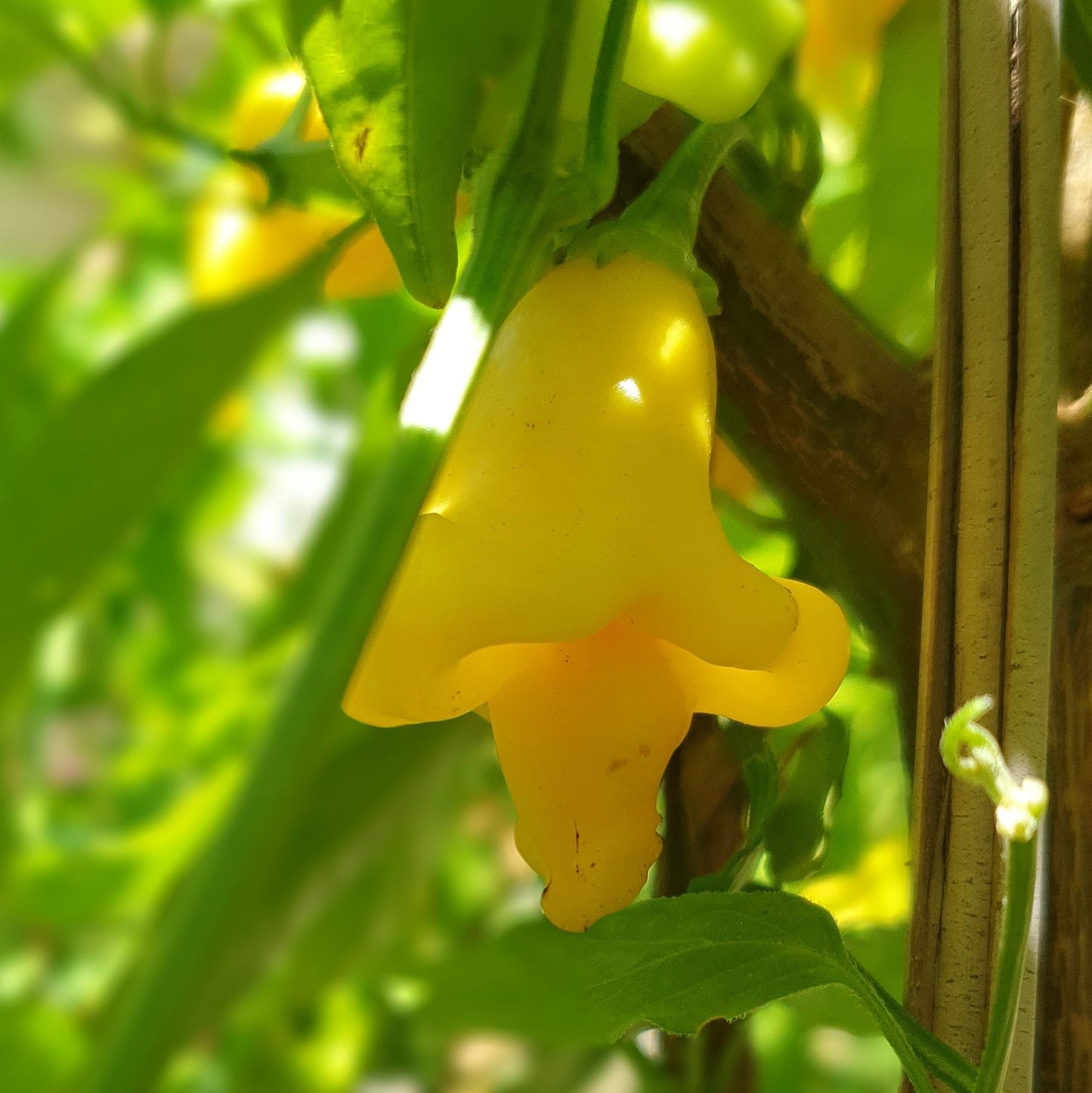 Aromas suaves: la gama de chiles suaves (6 variedades, 5 semillas cada una)