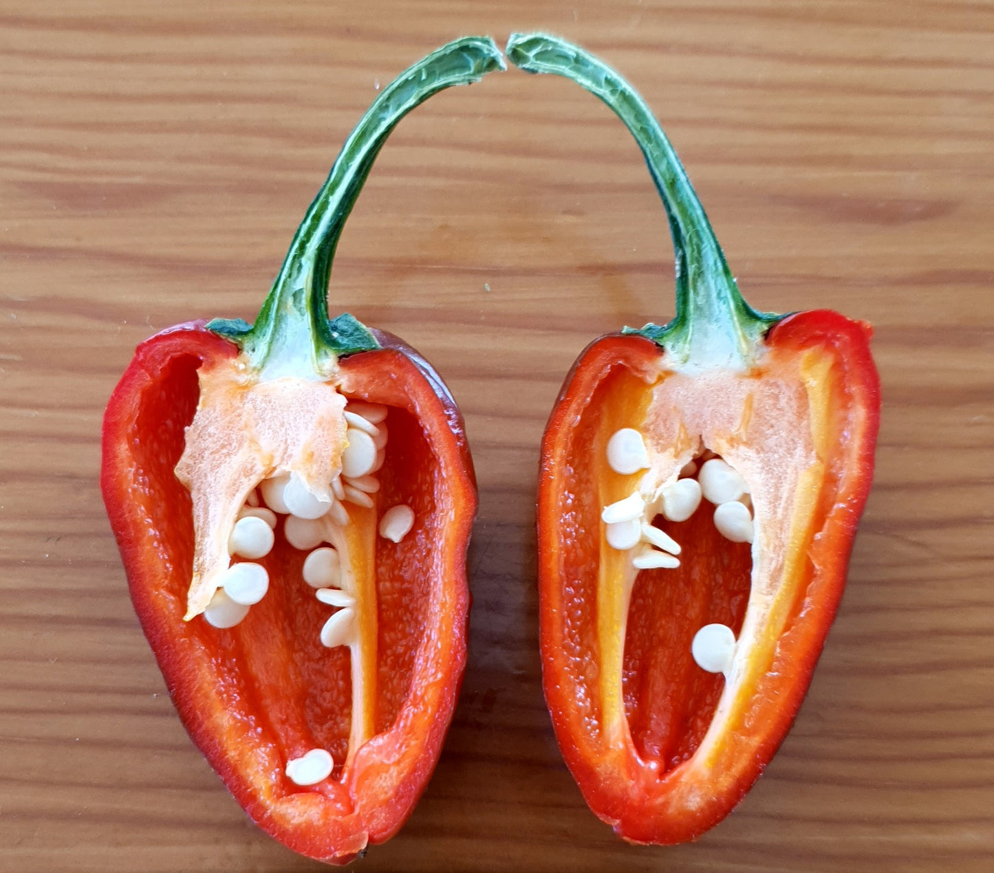 Espelette - 10 chili seeds