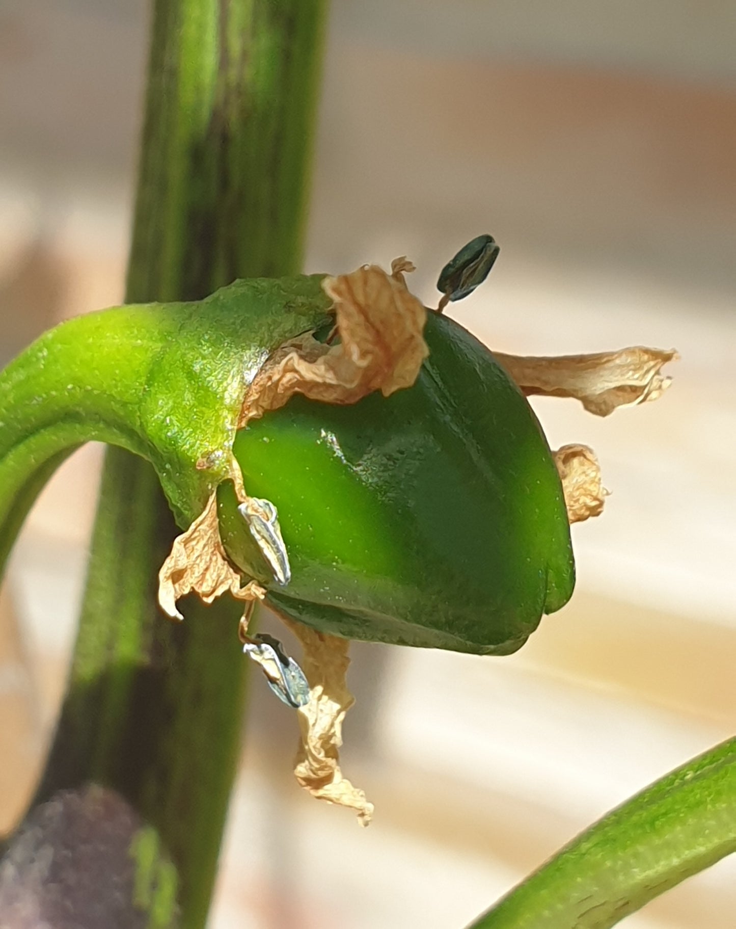 Espelette - 10 chili seeds