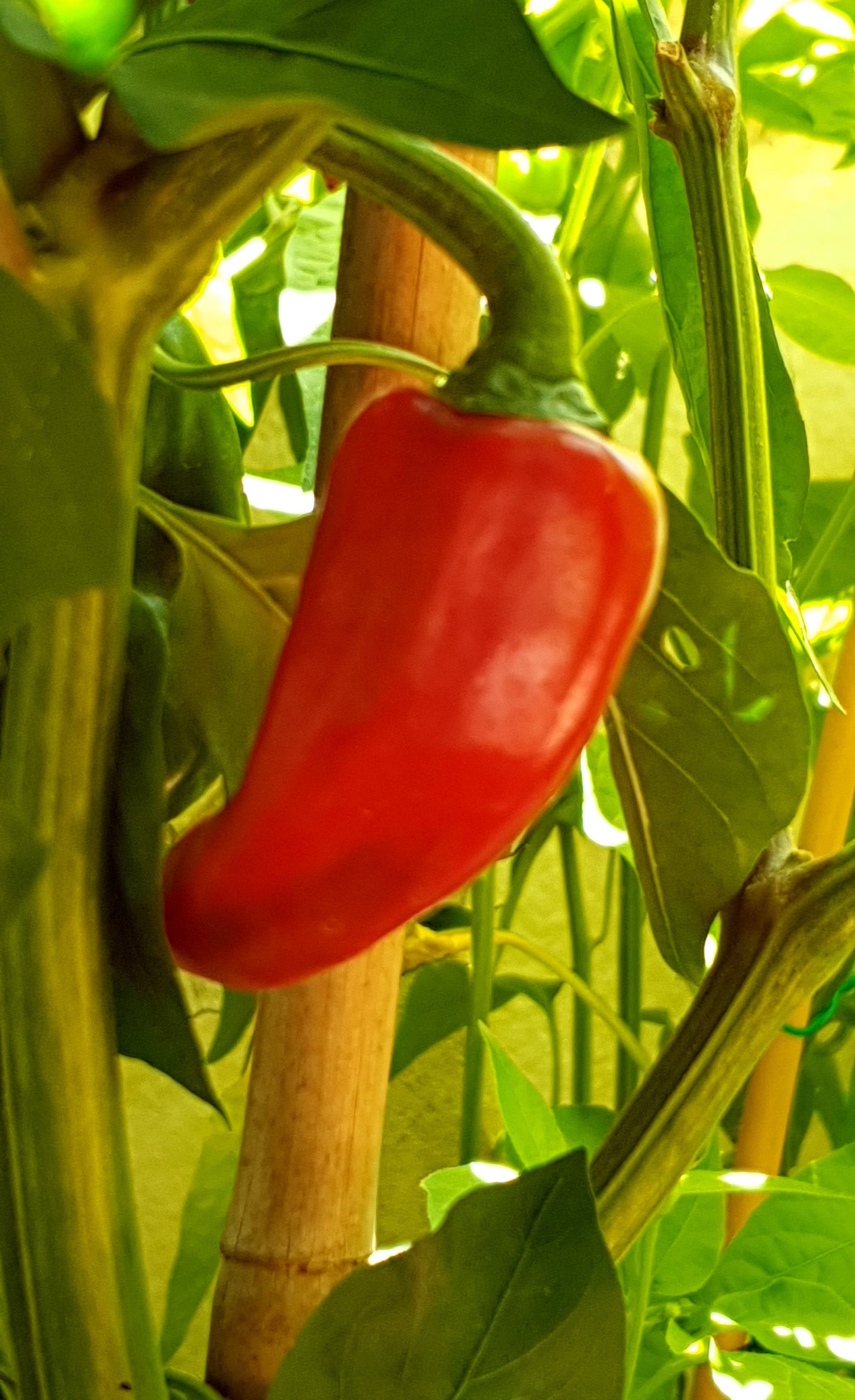 Surtido de chiles afrutados
