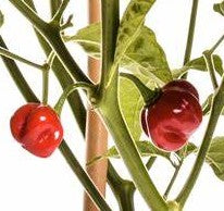 Espiritu Santo 10 chili seeds