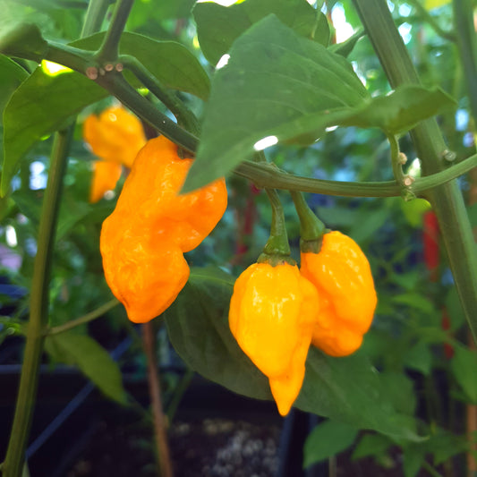 Fatalli Amarillo - 10 semillas de chile
