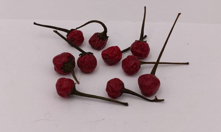 Filius Blue - 10 Chilisamen