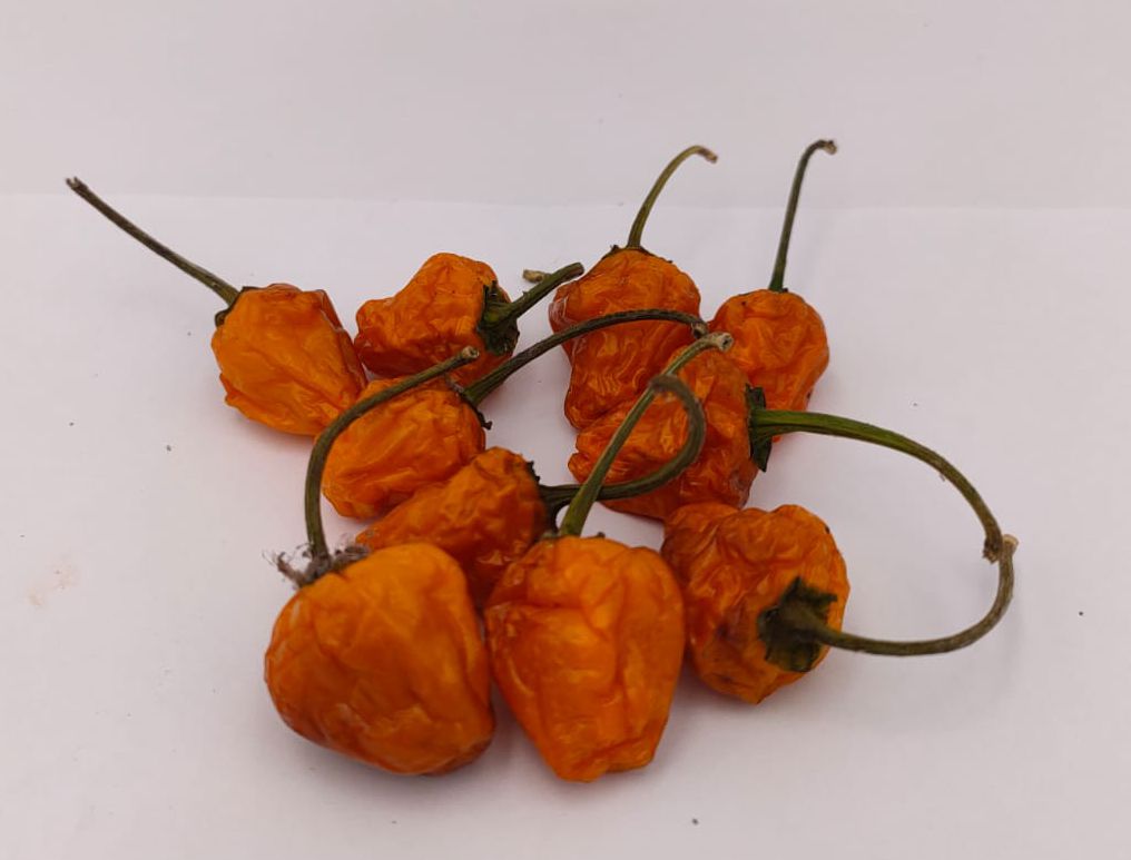 Golden Nugget (variegado) - 10 semillas de chile