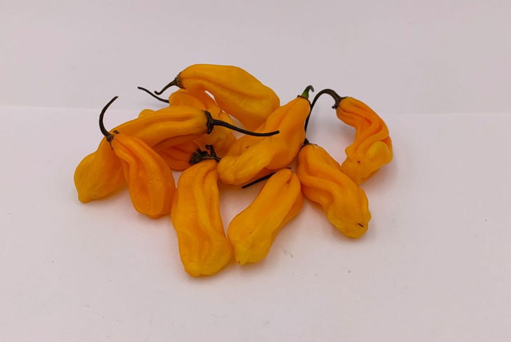Goro Nong (Goronong) - 10 chili seeds