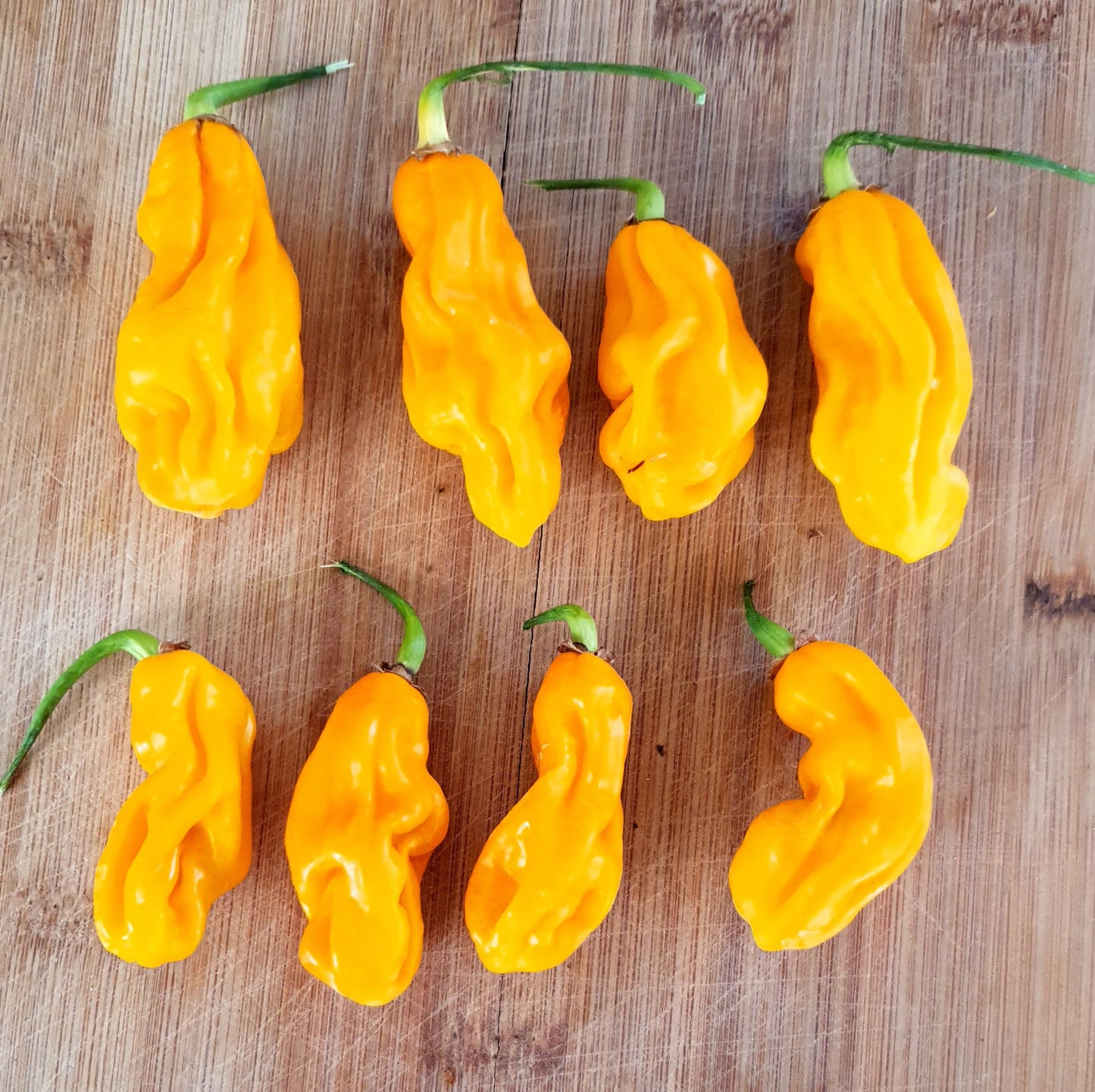 Goro Nong (Goronong) - 10 chili seeds