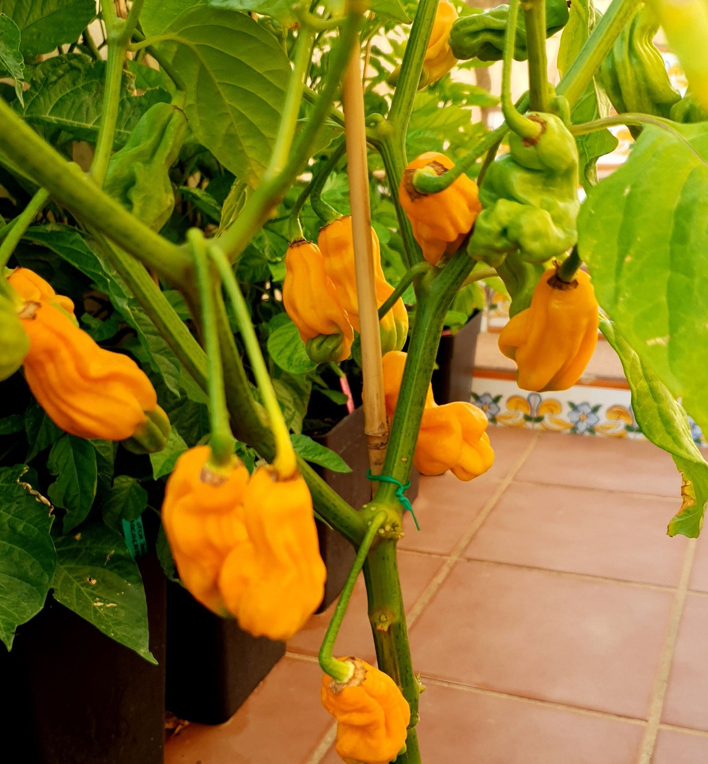 Goro Nong (Goronong) - 10 chili seeds
