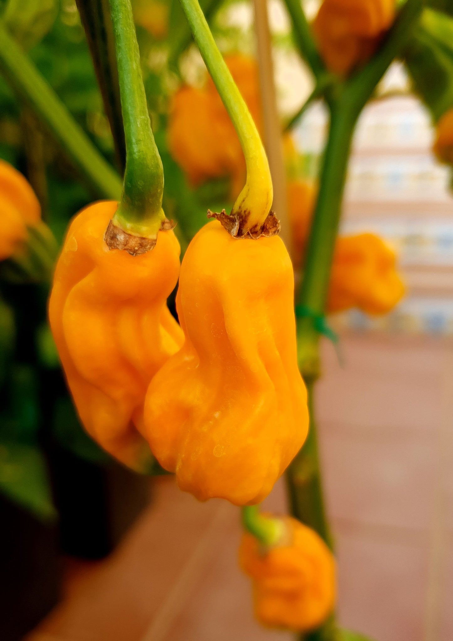 Goro Nong (Goronong) - 10 chili seeds
