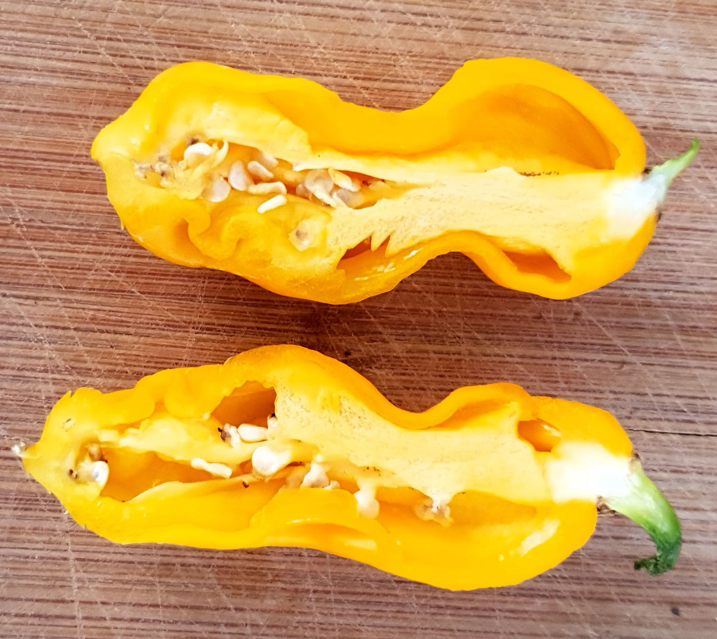 Goro Nong (Goronong) - 10 chili seeds