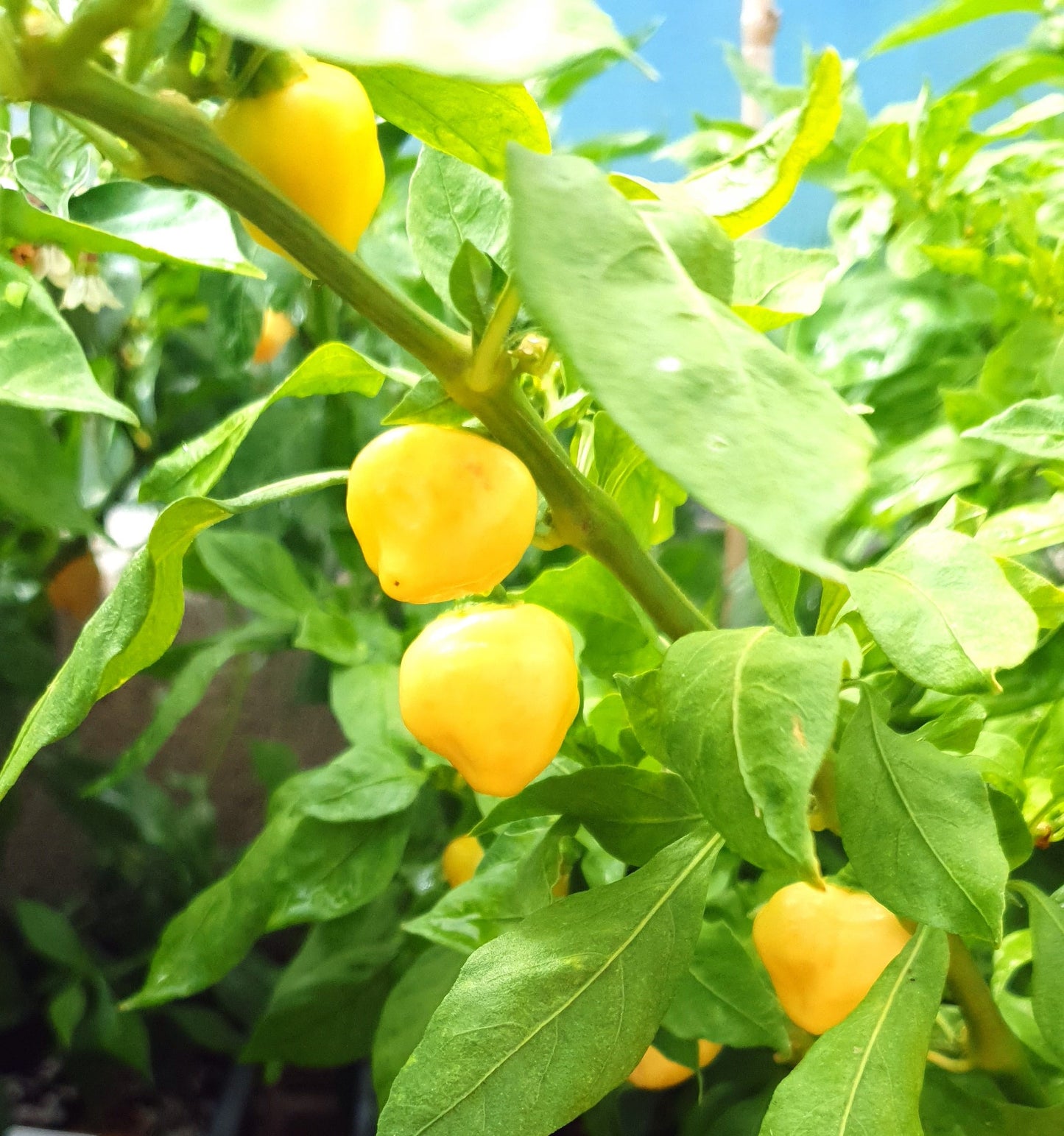Habanero Batusta 10 Chilisamen
