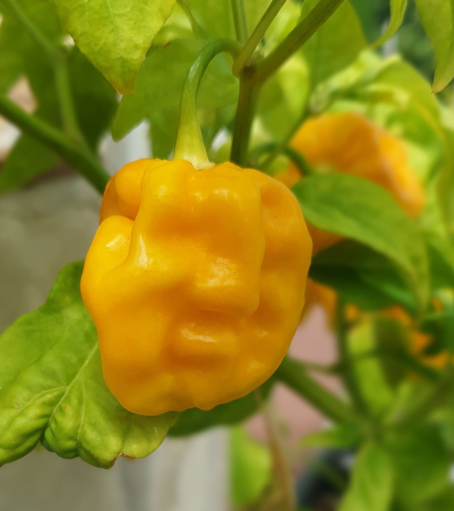 Habanero Big Sun - 10 semillas de chile