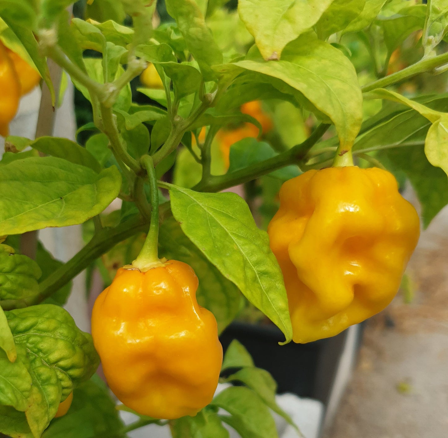 Habanero Big Sun - 10 semillas de chile