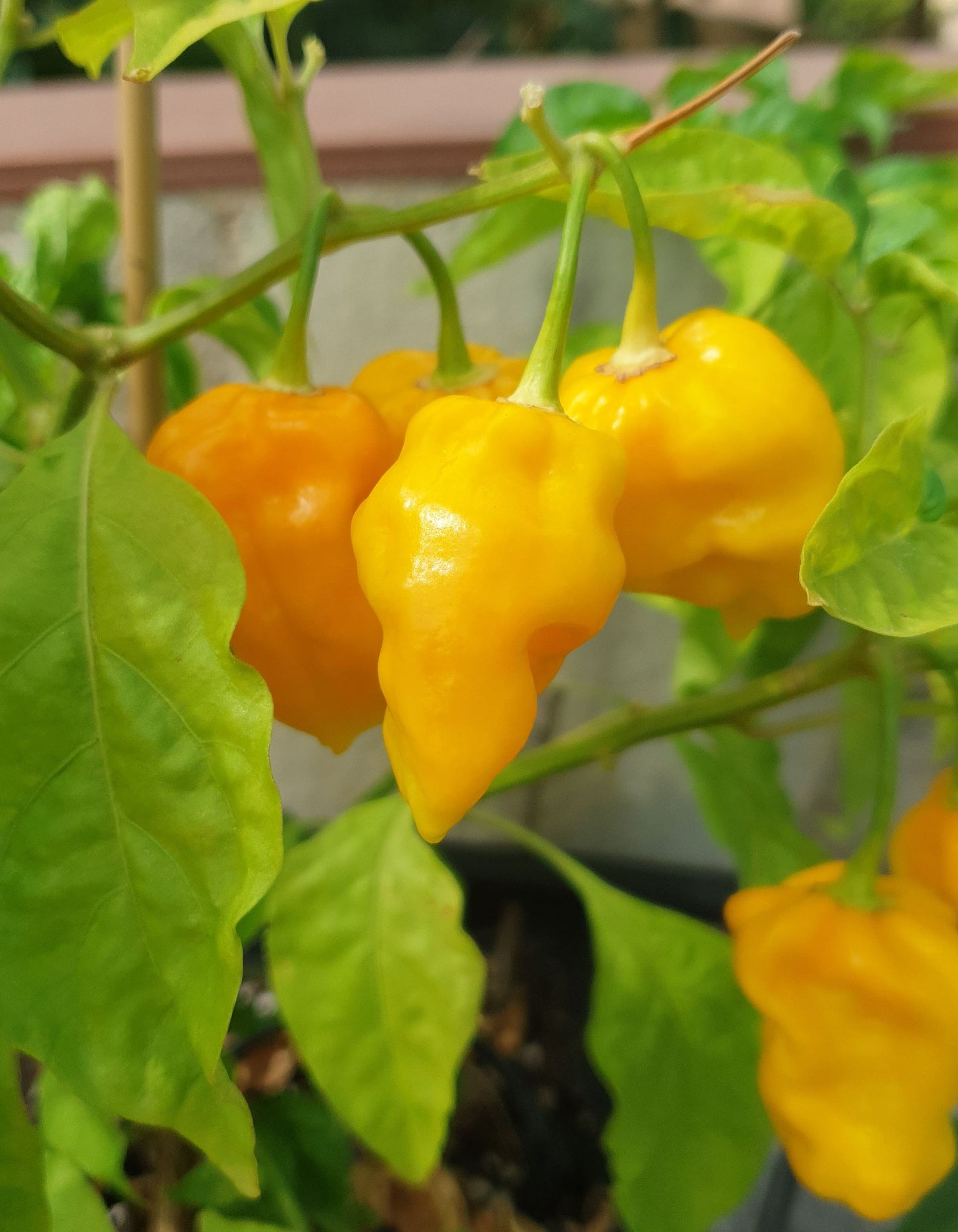 Habanero Big Sun - 10 semillas de chile