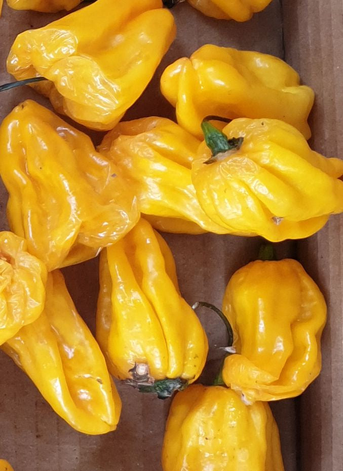Habanero Madame Jeanette - 10 semillas de chile