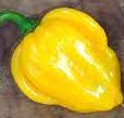 Habanero Madame Jeanette - 10 semillas de chile