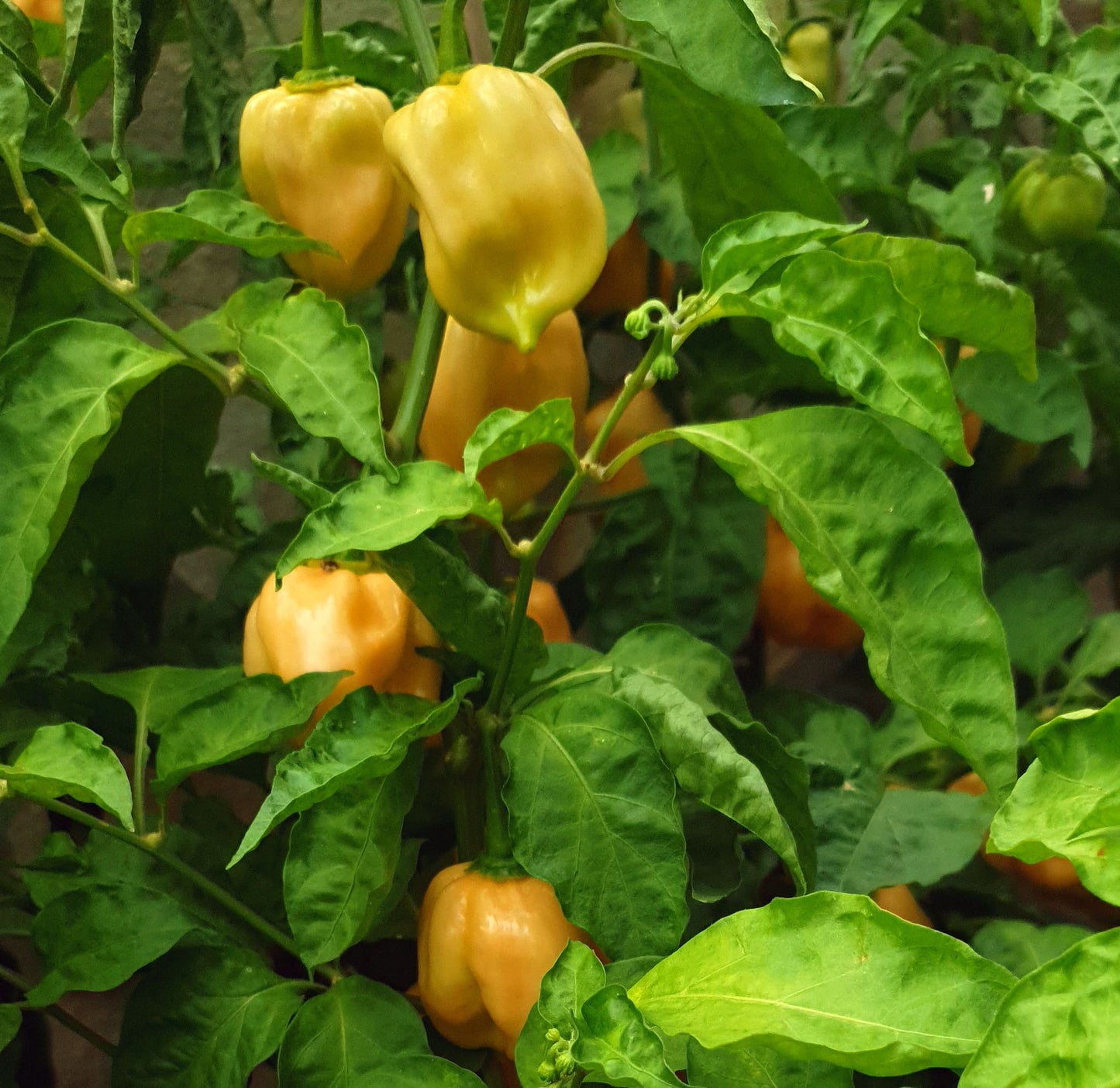 Habanero Orange - 10 Chilisamen
