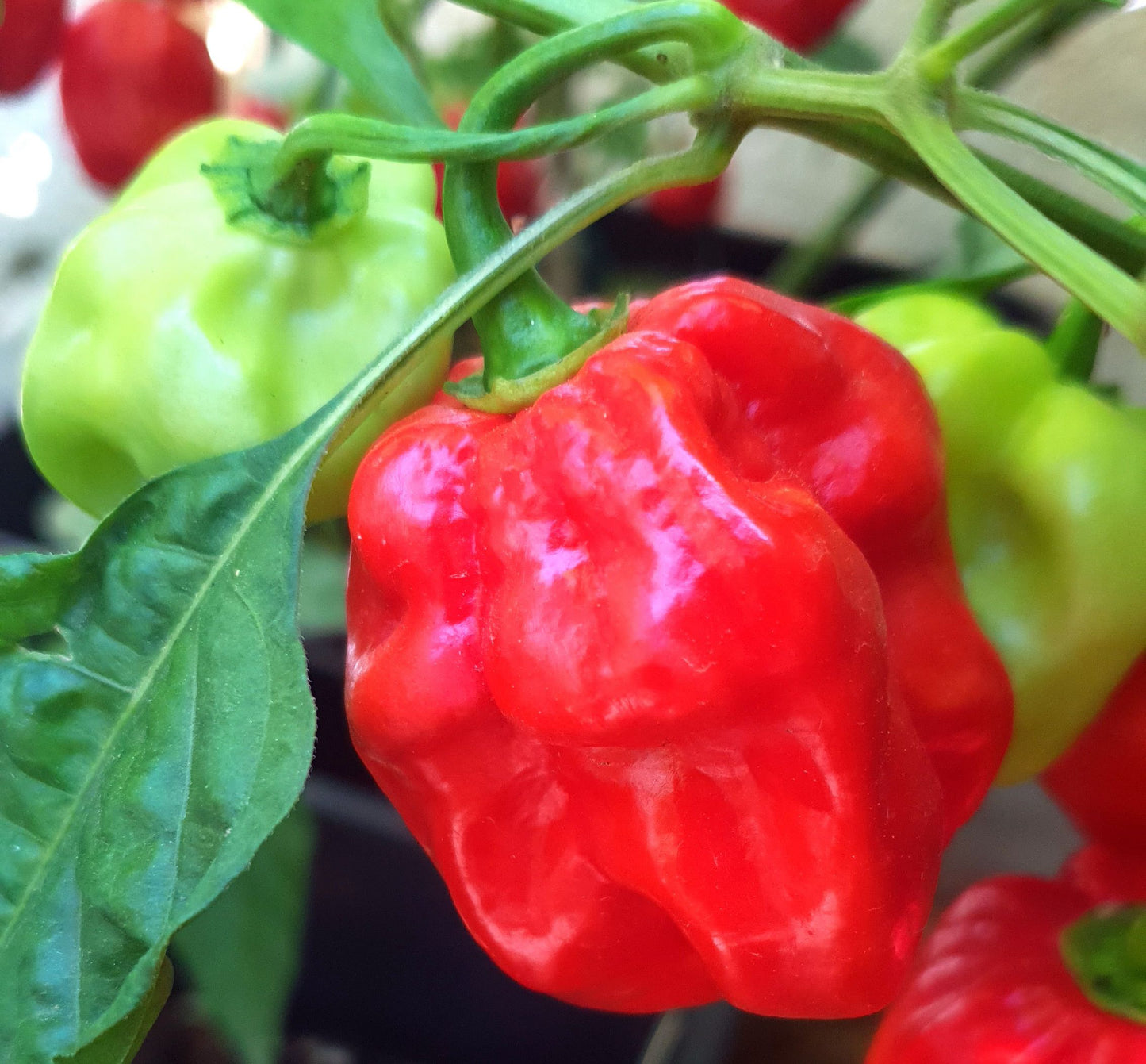 Habanero Red Savina - 10 semillas de chile