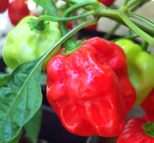 Habanero Red Savina - 10 semillas de chile