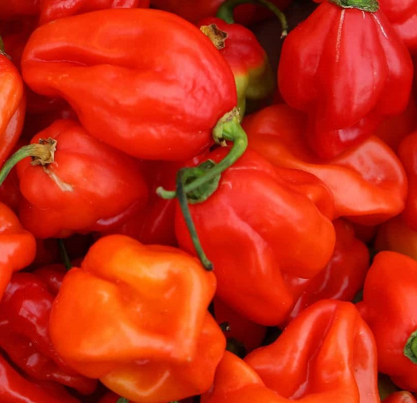 Habanero Umba 10 Chilisamen