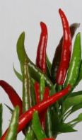 Hontaka - 10 Chilisamen