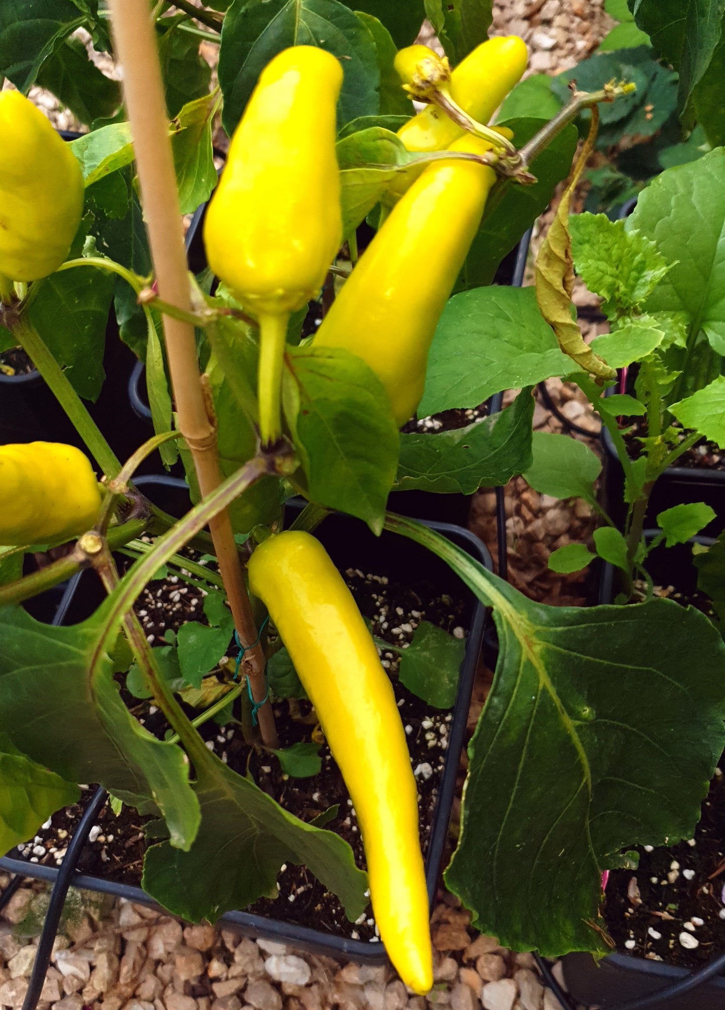 Hot Banana - 10 chili seeds