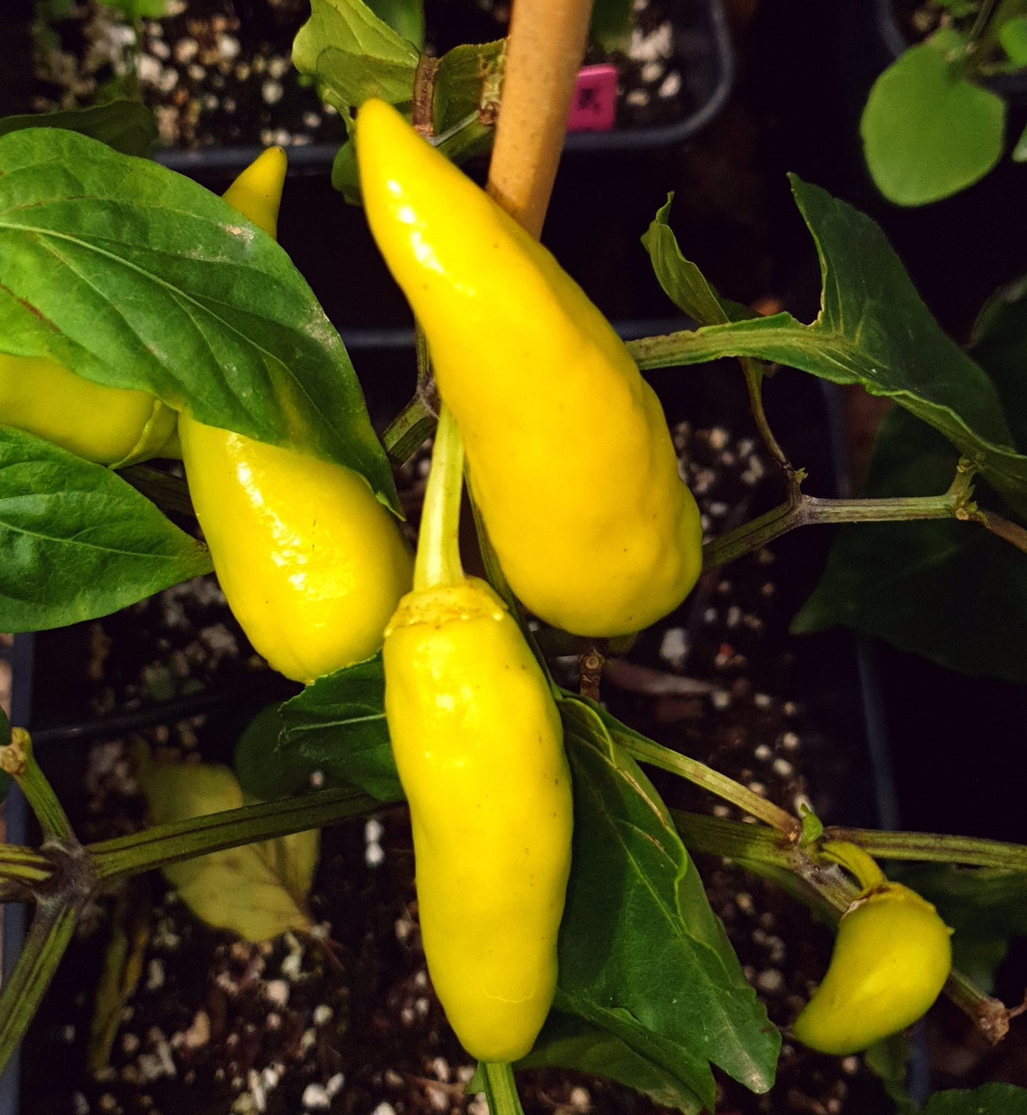 Hot Banana - 10 chili seeds