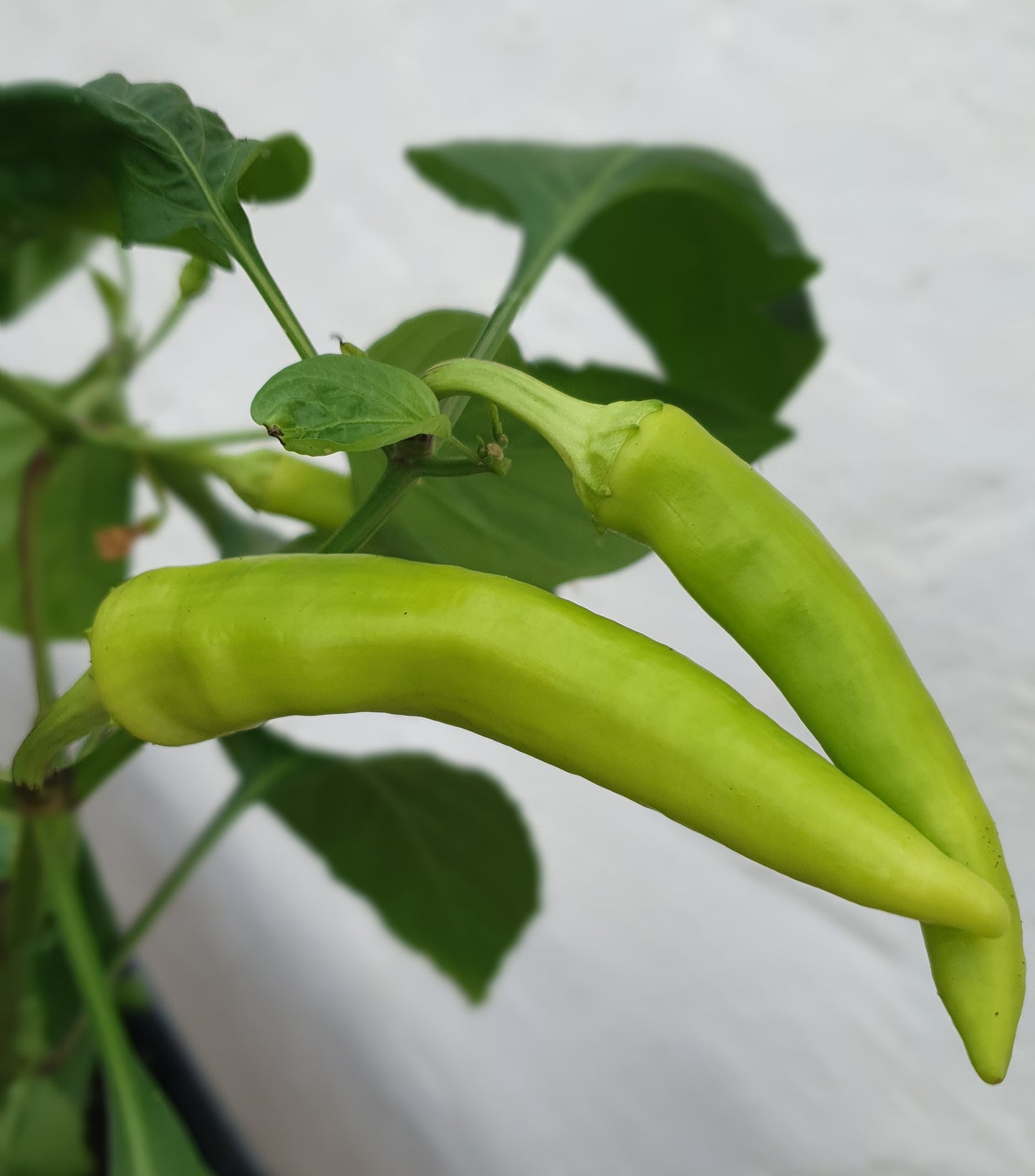 Hot Banana - 10 chili seeds