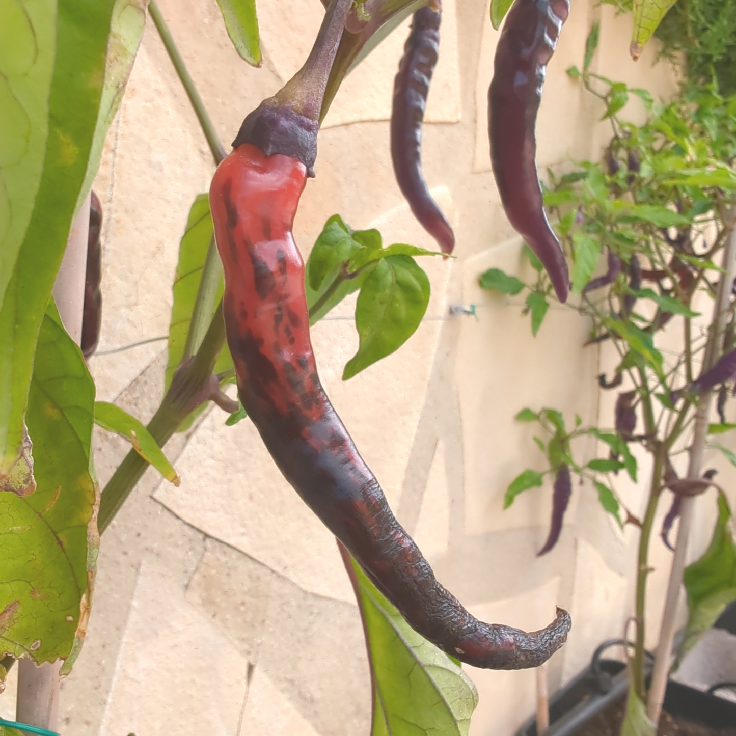 Buena Mulata - 10 chili seeds