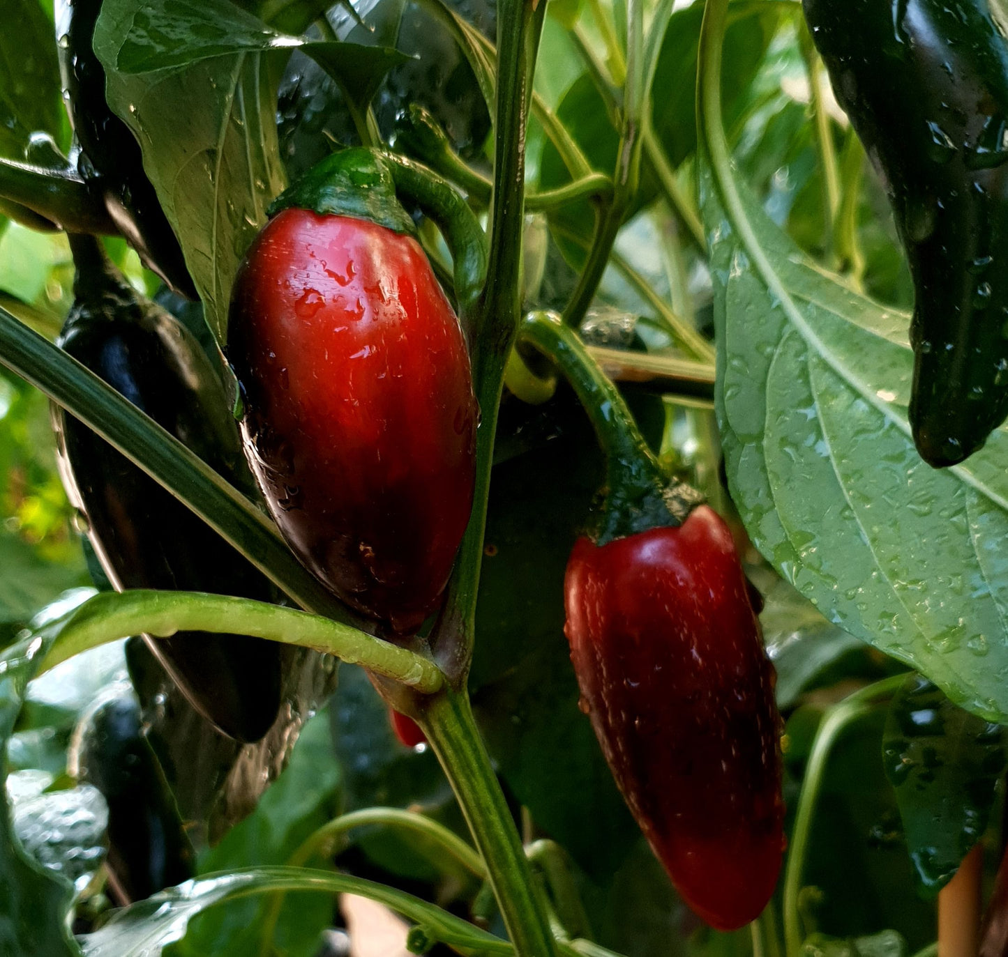 Jalapeños - variedad culinaria (5 variedades, 5 semillas cada una)