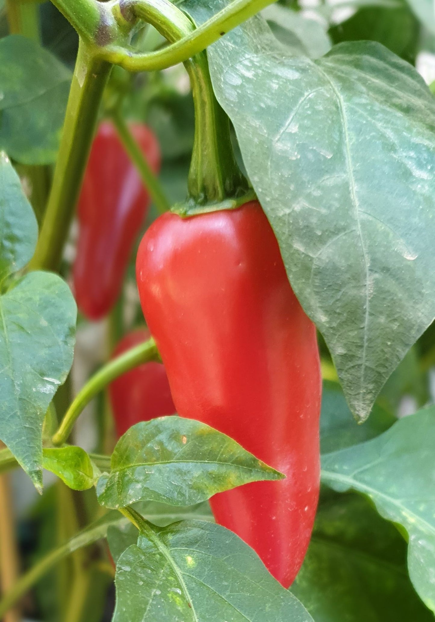 Jalapeños - variedad culinaria (5 variedades, 5 semillas cada una)