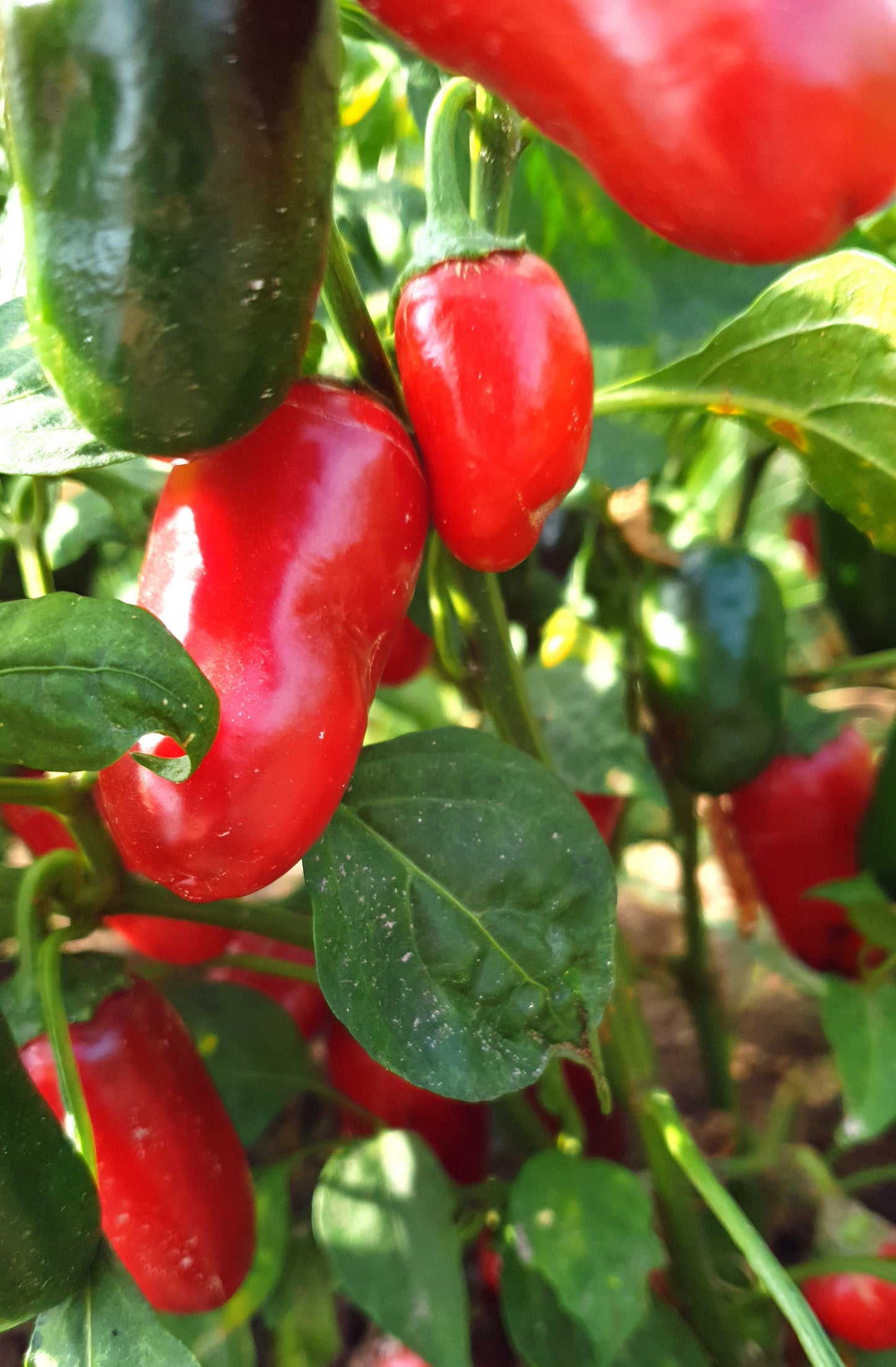 Jalapeno Colima 10 chili seeds