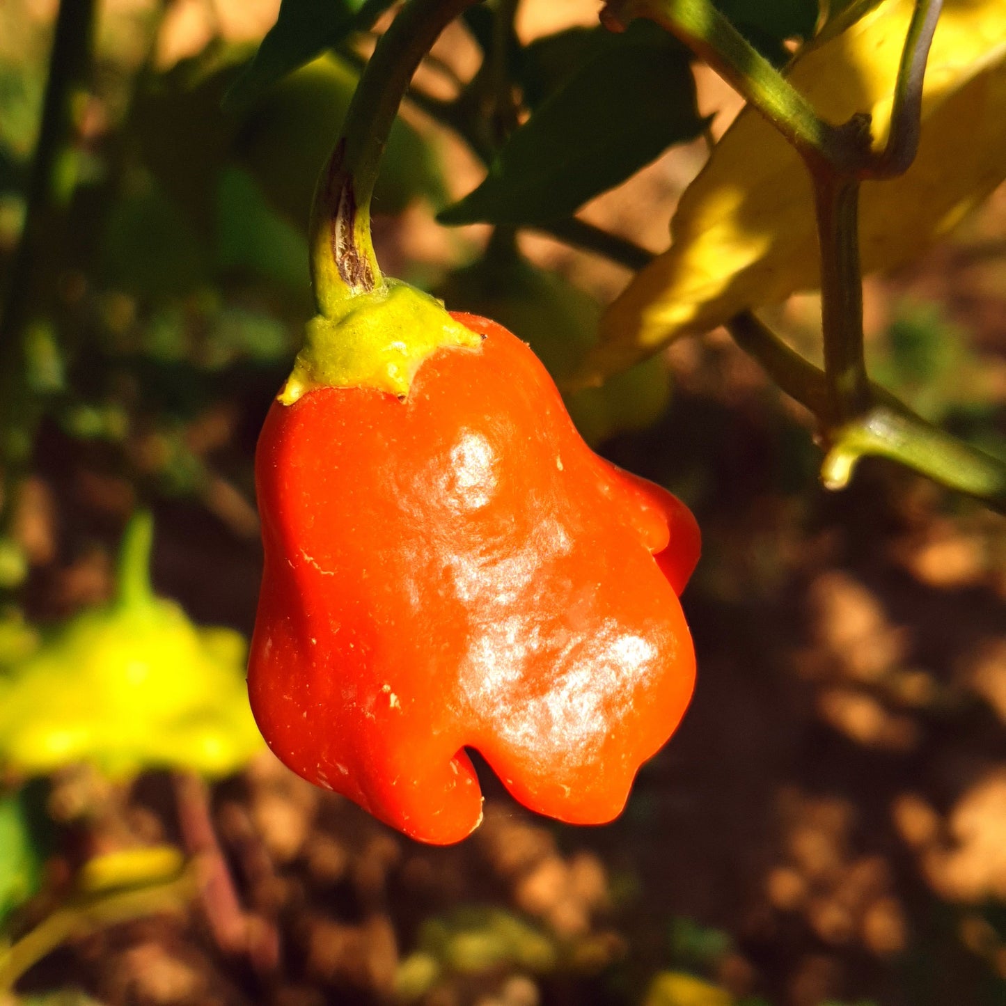 Jamaican Bell - 10 chili seeds