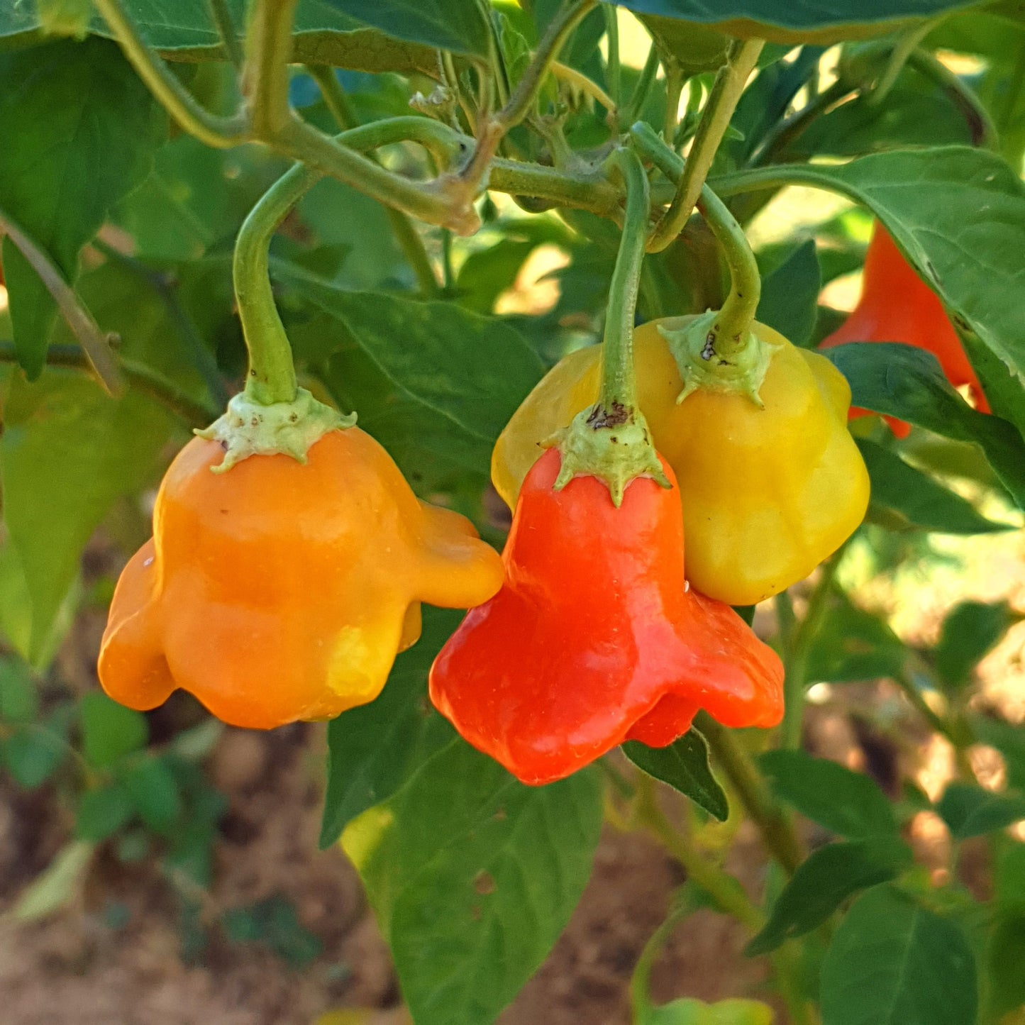 Jamaican Bell - 10 chili seeds