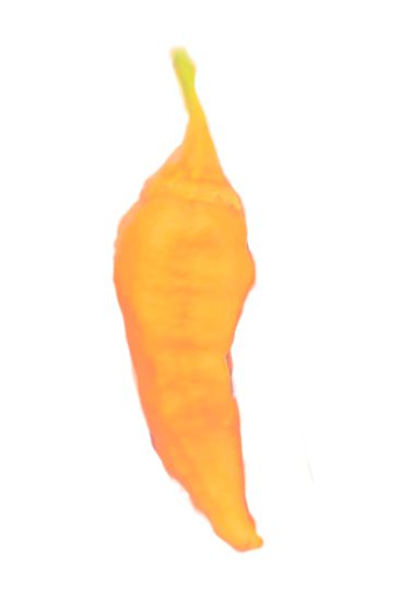 Jigsaw Bleeding 10 Chili Seeds