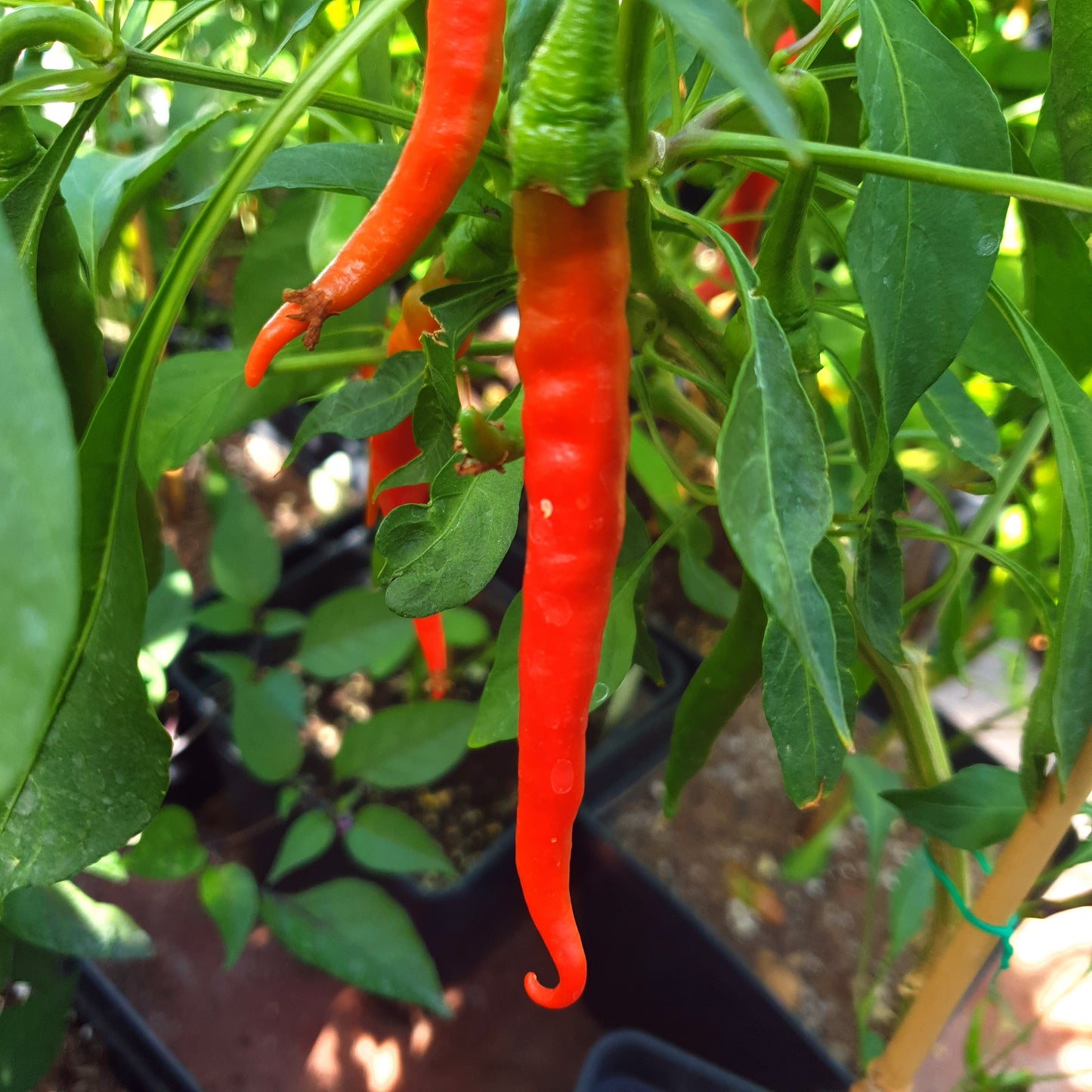 Cayenne Mild Turkish 10 Chilisamen