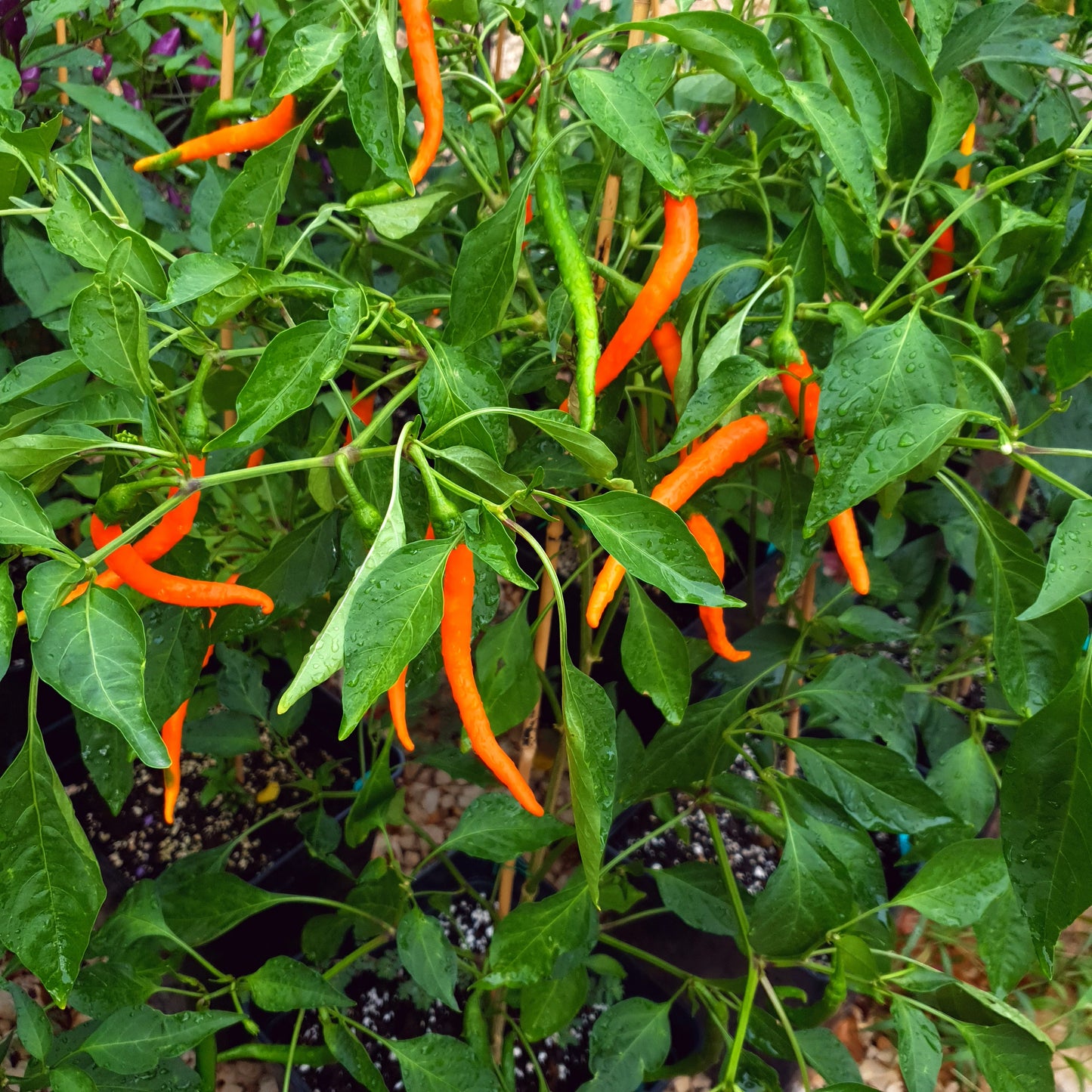 Joe's Long Cayenne Orange - 10 semillas de chile