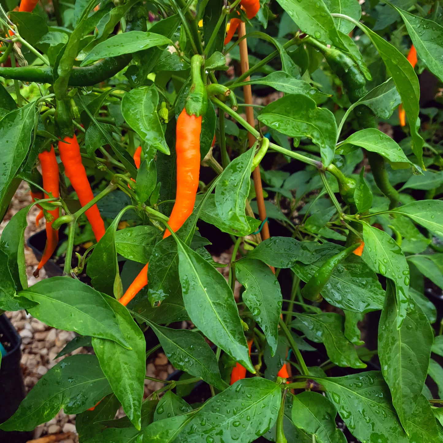 Joe's Long Cayenne Orange - 10 semillas de chile