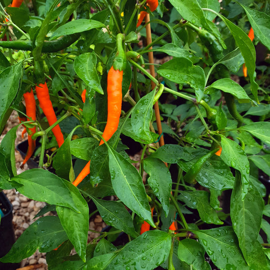 Joe's Long Cayenne Orange - 10 chili seeds