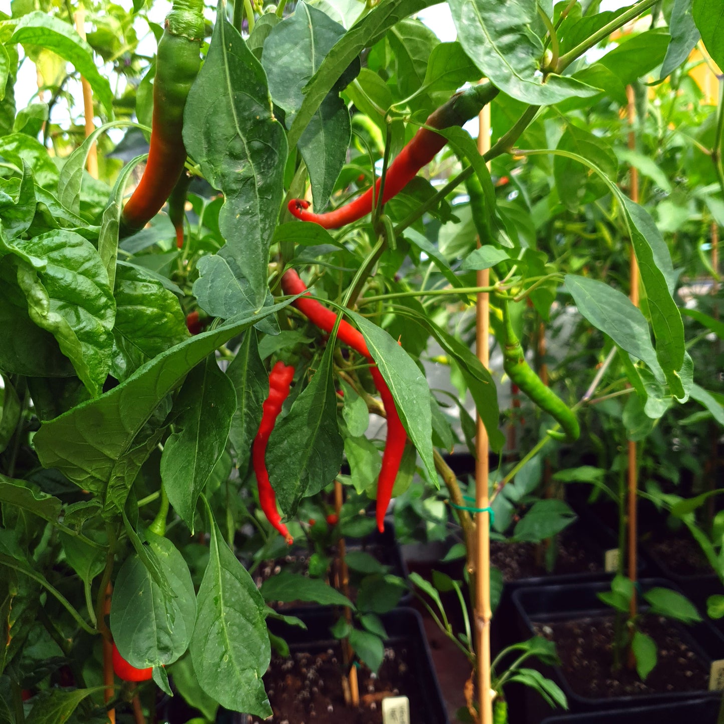 Joe's Long Cayenne Red - 10 semillas de chile