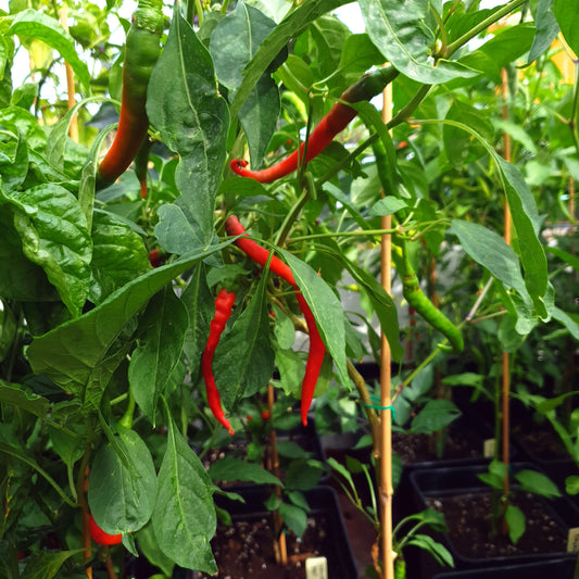 Joe's Long Cayenne Red - 10 semillas de chile