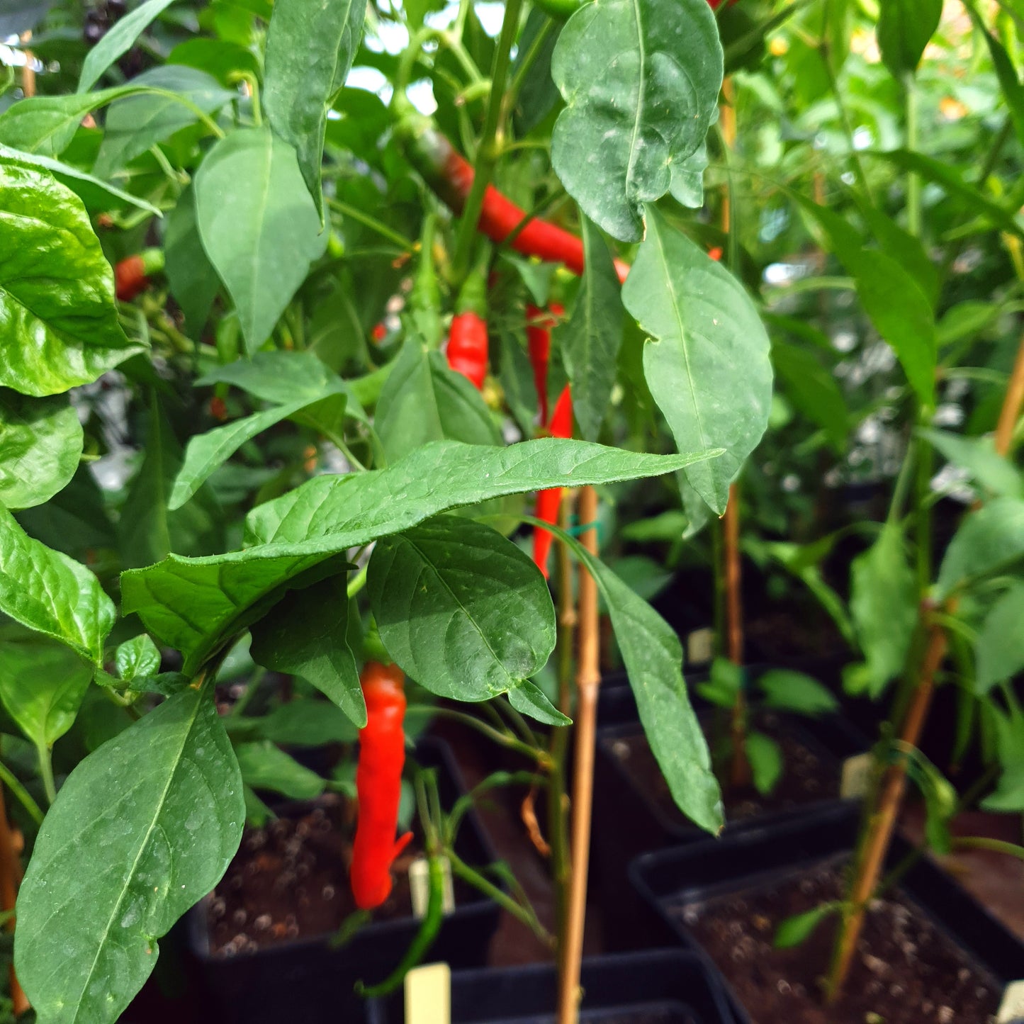 Joe's Long Cayenne Red - 10 semillas de chile
