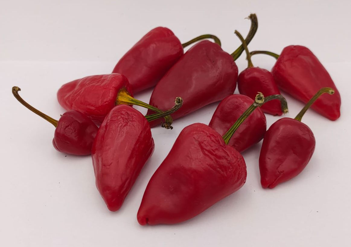 Kampanaki - 10 chili seeds