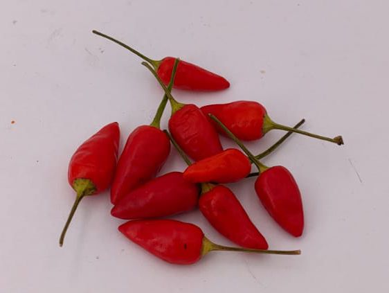 Picante coreano - 10 semillas de chile