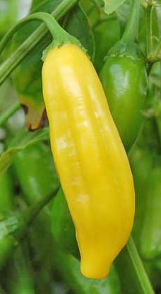 Aji Lemon Drop - 10 chili seeds