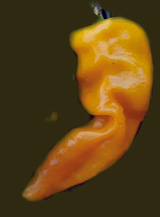 Lucifer's Dream - 10 chili seeds