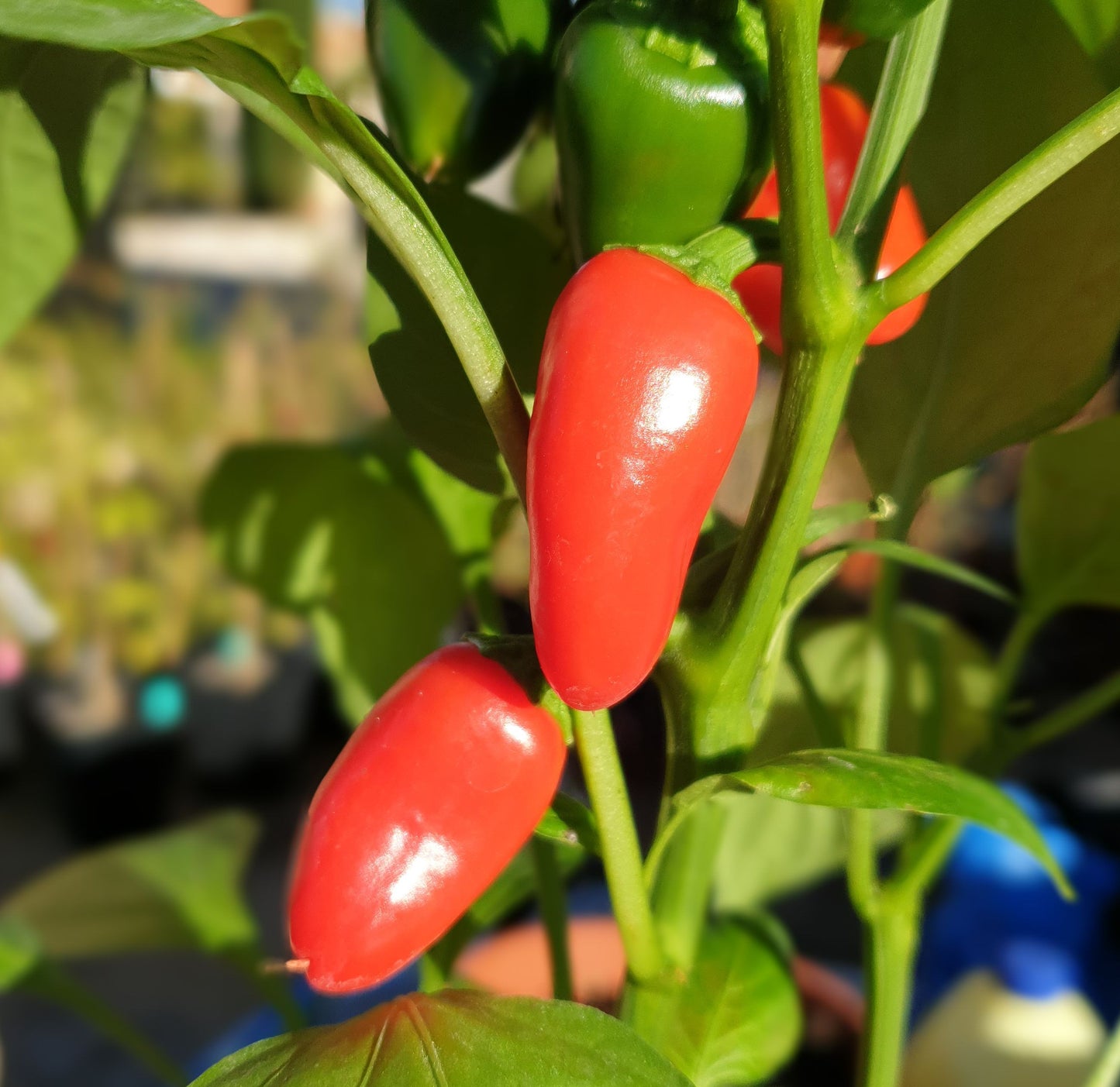 Pimiento Rojo Lunchbox - 10 semillas de chile