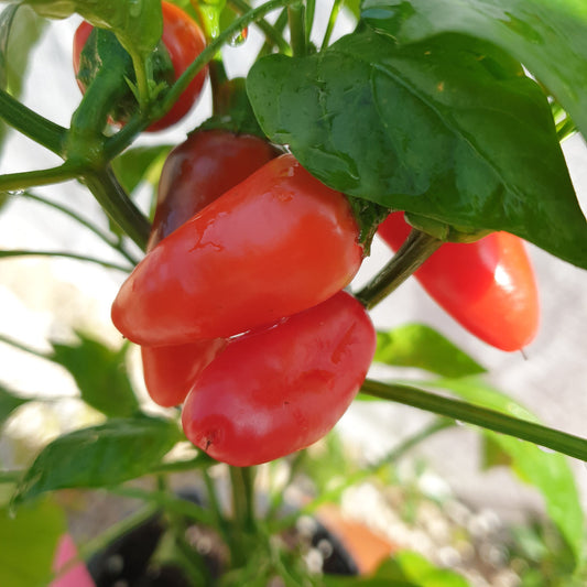 Lunchbox Pepper Red - 10 Chilisamen