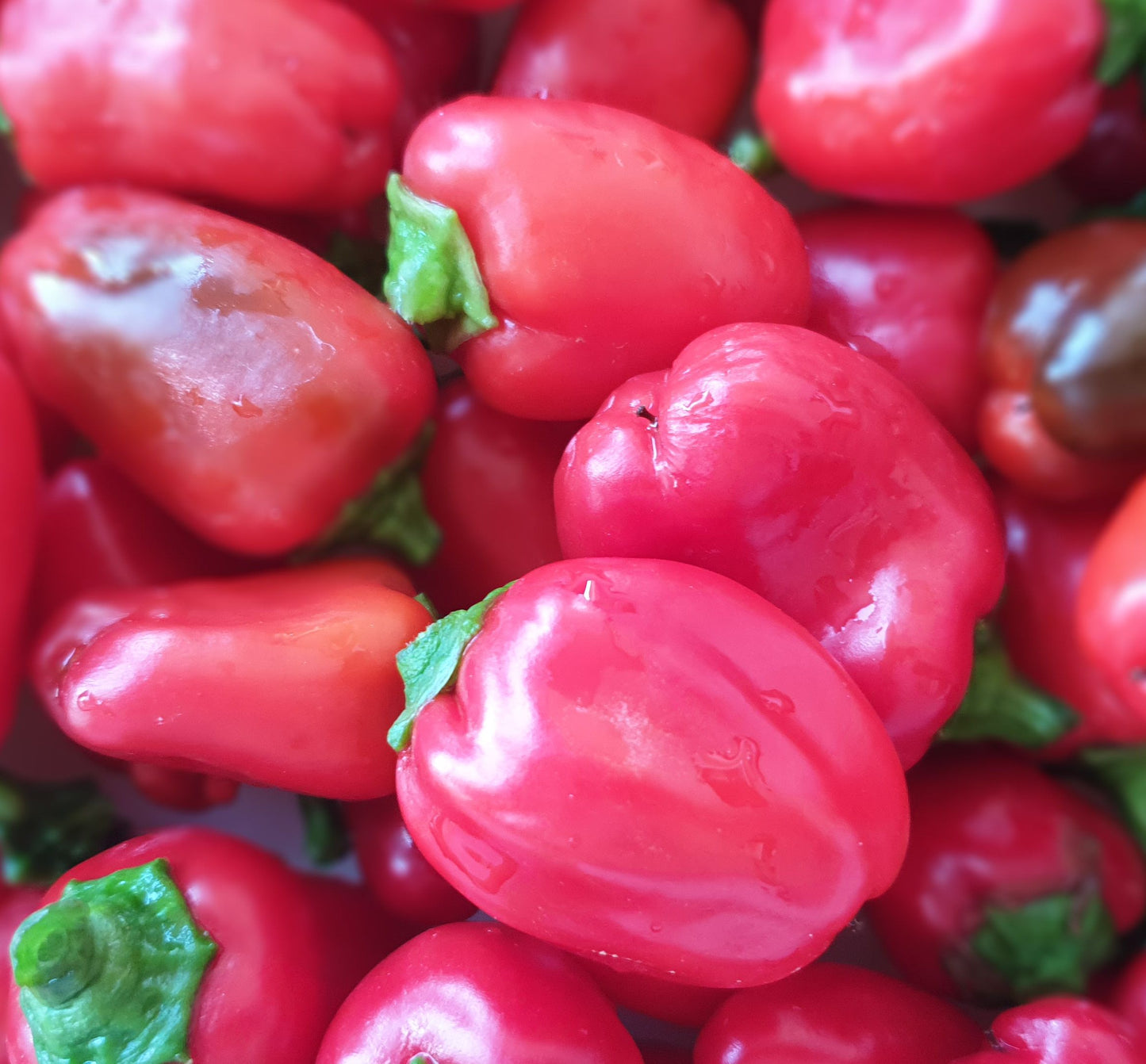 Pimiento Rojo Lunchbox - 10 semillas de chile