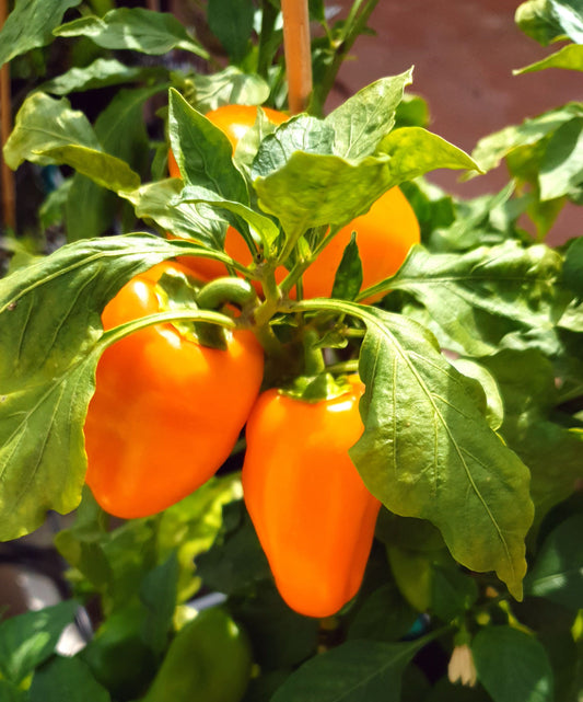 Lunchbox Pepper yellow - 10 Chilisamen